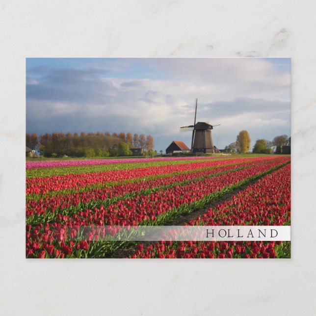 Red tulips and a windmill postcard (Front)