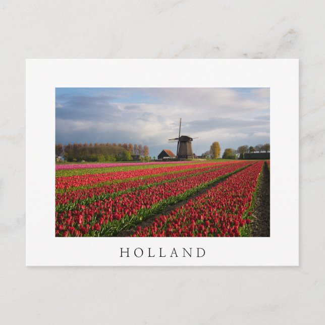 Red tulips and a windmill postcard (Front)