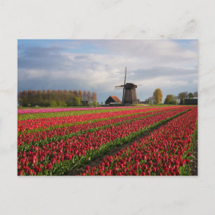 Red tulips and a windmill postcard