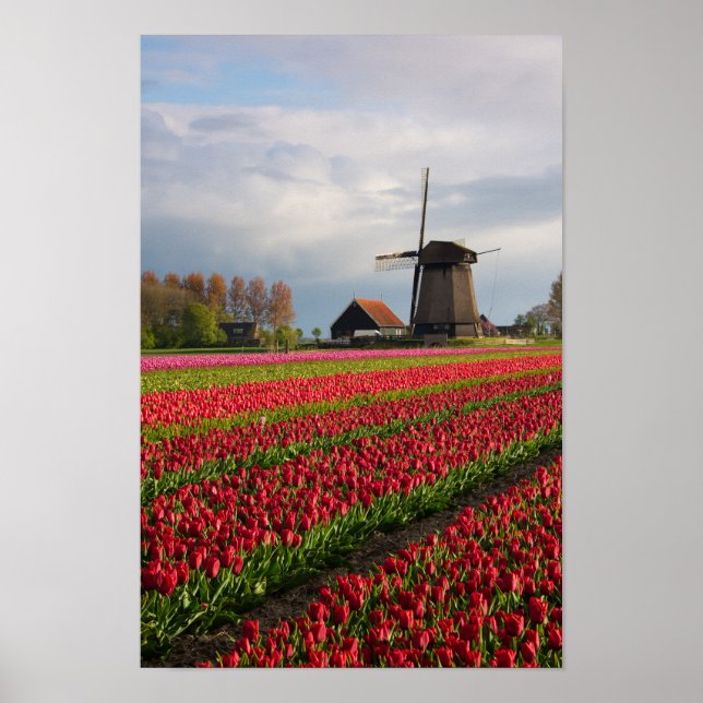 Red tulips and a windmill poster (Front)