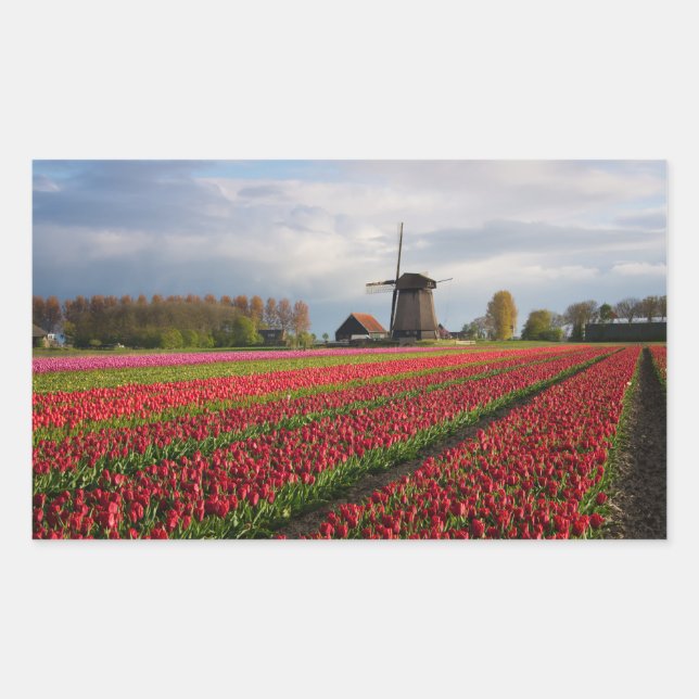 Red tulips and a windmill rectangular sticker (Front)