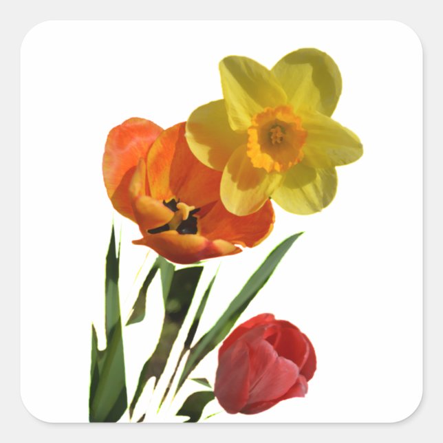 Red tulips and yellow daffodil flowers square sticker (Front)