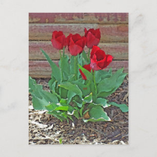 Red Tulips Art Postcard