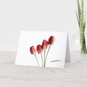 Red tulips blank greetings card