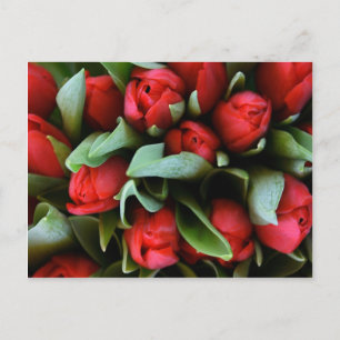 Red Tulips Bouquet Postcard