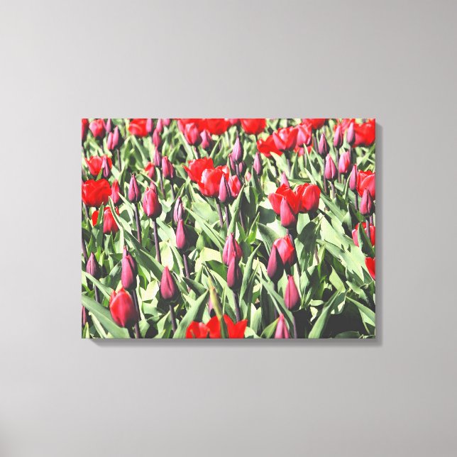 Red tulips canvas print (Front)