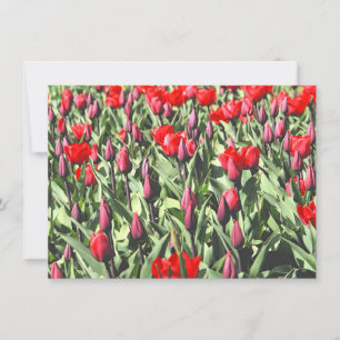 Red tulips card