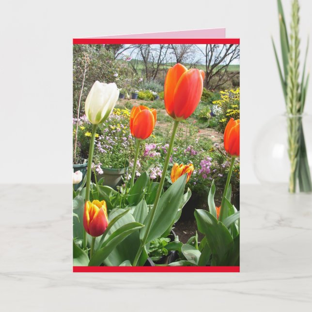 Red Tulips Cottage Garden Spring flowers Card (Front)