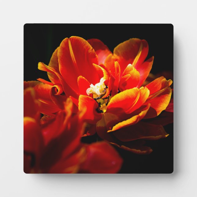 Red tulips dark background plaque (Front)