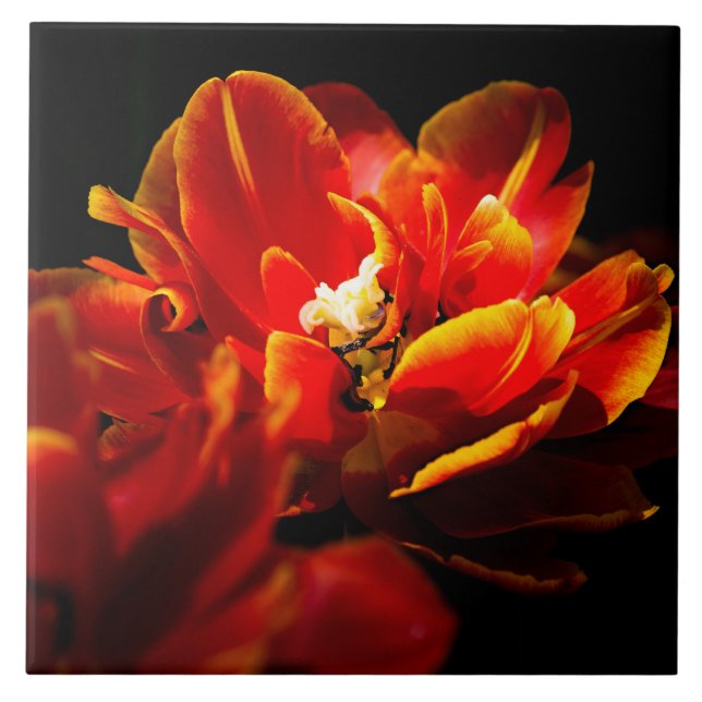 Red tulips dark background tile (Front)