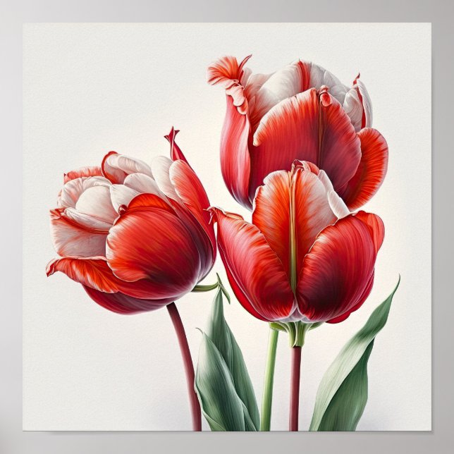 Red Tulips Flower Art Print Poster (Front)