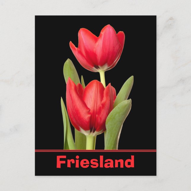 Red Tulips Friesland Postcard (Front)