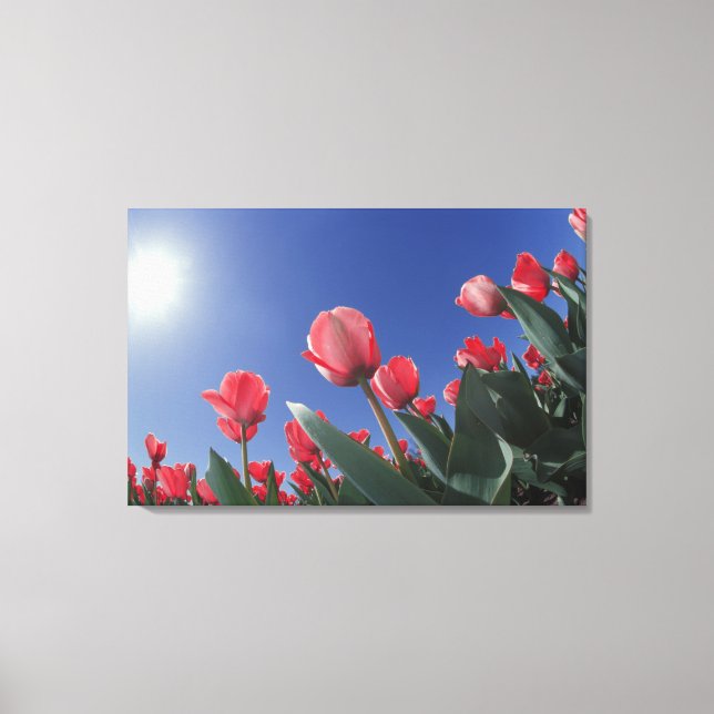 Red tulips from very low angle, Cincinnati, Canvas Print (Front)