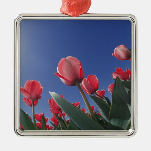 Red tulips from very low angle, Cincinnati, Metal Tree Decoration (Front)