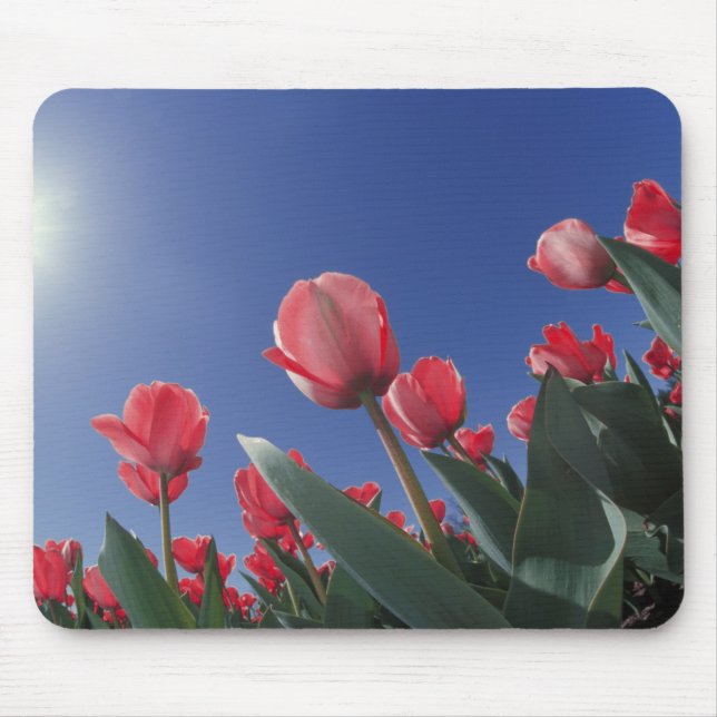 Red tulips from very low angle, Cincinnati, Mouse Mat (Front)