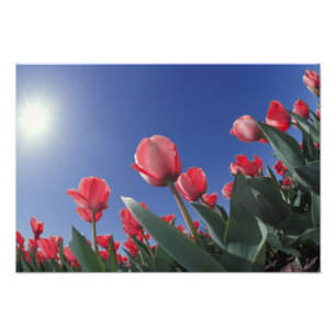 Red tulips from very low angle, Cincinnati, Photo Print