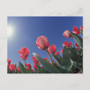 Red tulips from very low angle, Cincinnati, Postcard