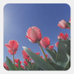 Red tulips from very low angle, Cincinnati, Square Sticker