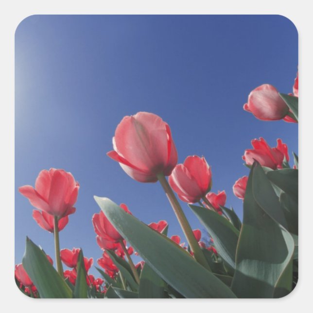 Red tulips from very low angle, Cincinnati, Square Sticker (Front)