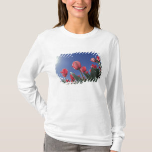 Red tulips from very low angle, Cincinnati, T-Shirt