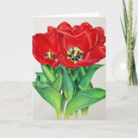 Red Tulips