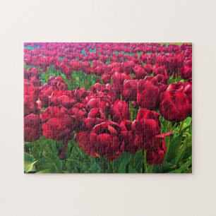 Red Tulips in a Field, Oregon Jigsaw Puzzle