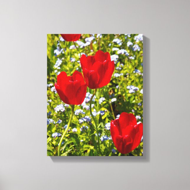 Red Tulips in Field Canvas Print (Front)