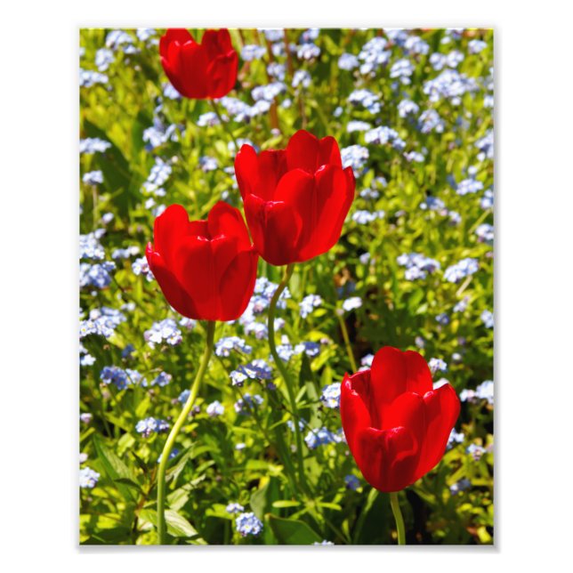 Red Tulips in Field Photo Print (Front)