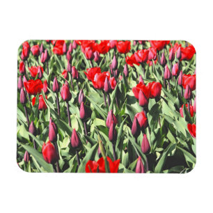 Red tulips magnet