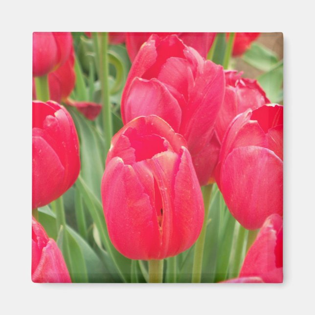 Red Tulips Magnet (Front)