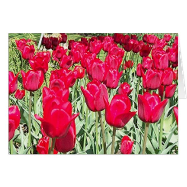 Red Tulips note card (Front Horizontal)