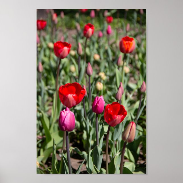 Red tulips on a summer day poster (Front)