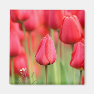 Red Tulips Photo Magnet