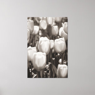 Red tulips photographic print. canvas print