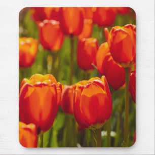 Red tulips photographic print. mouse mat