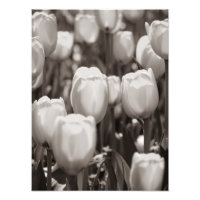Red tulips photographic print. photo print