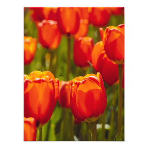Red tulips photographic print. photo print