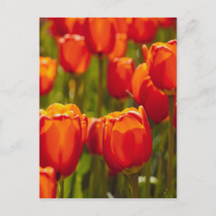 Red tulips photographic print. postcard