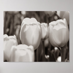 Red tulips photographic print. poster