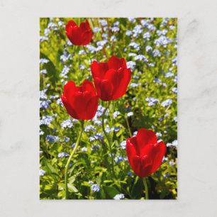 Red Tulips Postcard