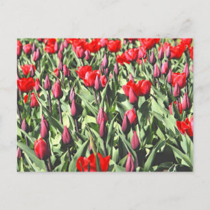 Red tulips postcard