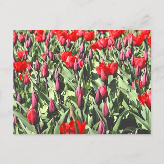 Red tulips postcard (Front)