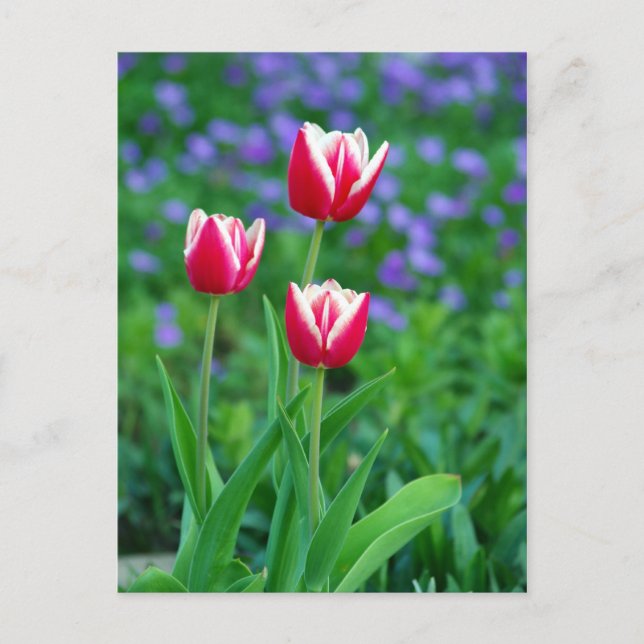 Red Tulips Postcard (Front)