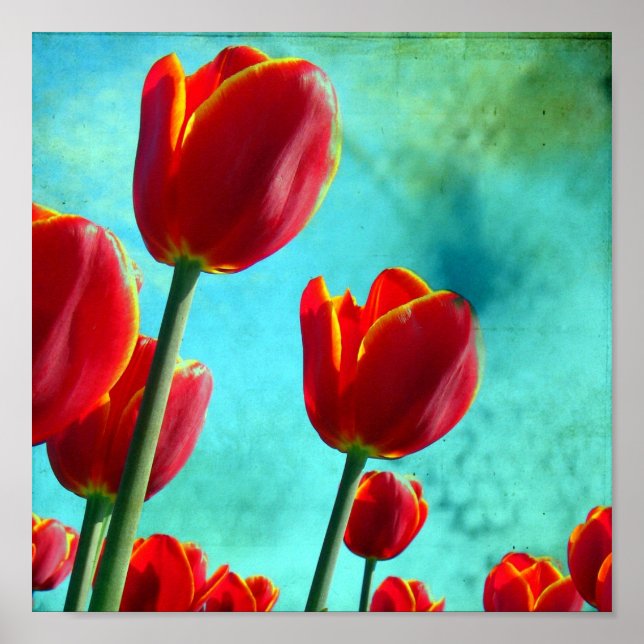 Red Tulips Poster (Front)