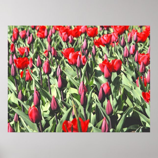 Red tulips poster (Front)