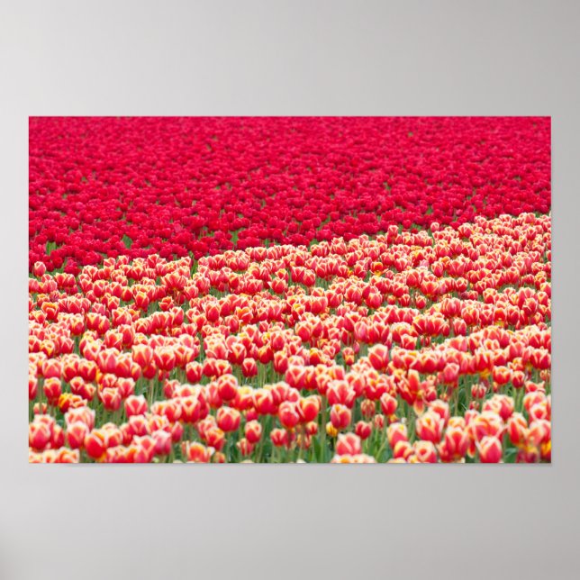 Red tulips poster (Front)