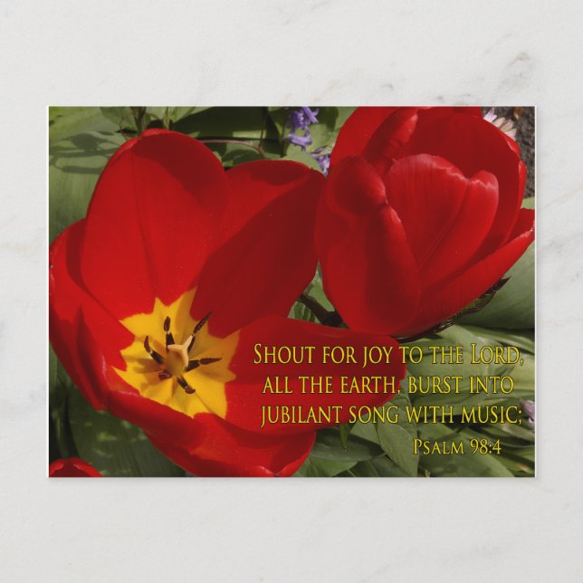 red tulips shout - psalm 98:4 postcard (Front)