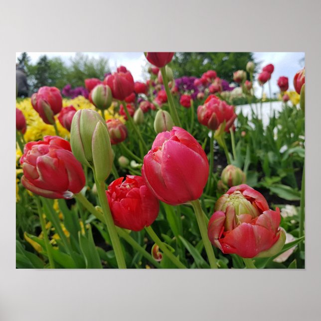 Red Tulips Spring Poster (Front)