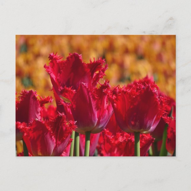 Red Tulips with Orange Background DIY Postcard (Front)