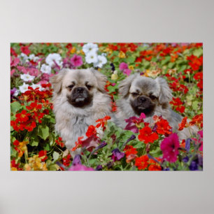 Red Two Tibetan spaniels in flowers flowers Poster